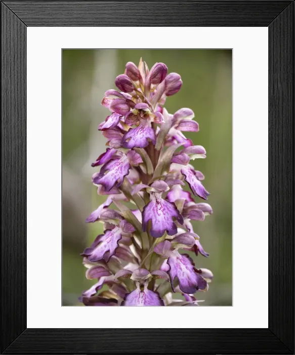 Framed Print : Giant orchid (Barlia robertiana) in flower. Cyprus Framed Print : Giant orchid (Barlia robertiana) in flower. Cyprus