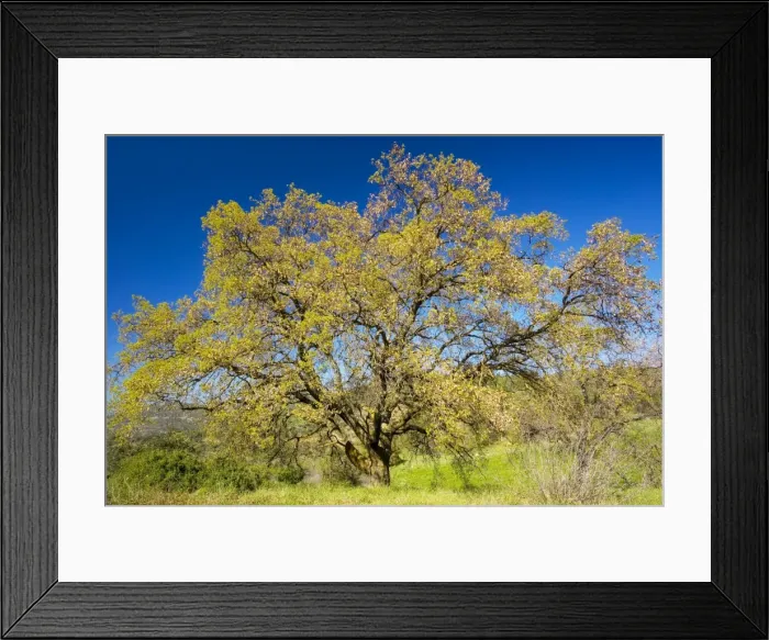 Framed Print : Cyprus Oak or Aleppo Oak (Quercus infectoria), spring; Cyprus Framed Print : Cyprus Oak or Aleppo Oak (Quercus infectoria), spring; Cyprus