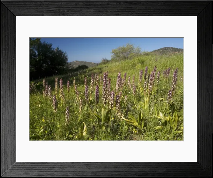 Framed Print : Giant orchid (Barlia robertiana) in flower. Mass on hillside in South Cyprus Framed Print : Giant orchid (Barlia robertiana) in flower. Mass on hillside in South Cyprus