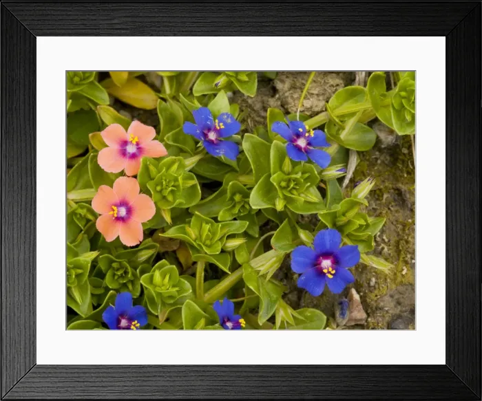Framed Print : Scarlet Pimpernel both blue form (Anagallis arvensis ssp. caerulea) and scarlet form (ssp. arvensis). Crete Framed Print : Scarlet Pimpernel both blue form (Anagallis arvensis ssp. caerulea) and scarlet form (ssp. arvensis). Crete