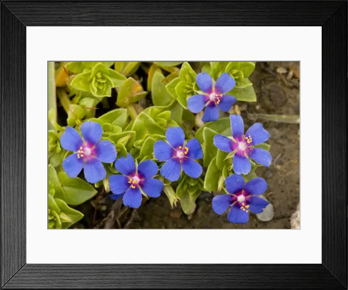 Framed Print : Scarlet Pimpernel blue form (Anagallis arvensis ssp. caerulea) Crete Framed Print : Scarlet Pimpernel blue form (Anagallis arvensis ssp. caerulea) Crete