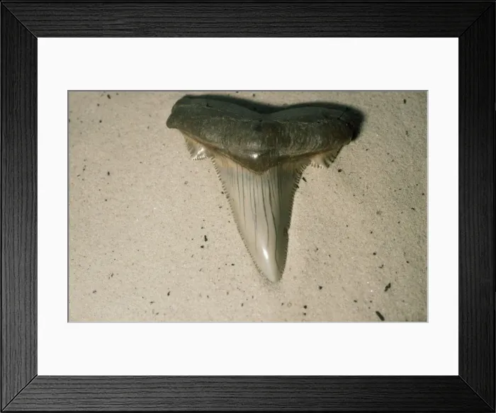 Framed Print : Fossil Shark Tooth Eocene Framed Print : Fossil Shark Tooth Eocene