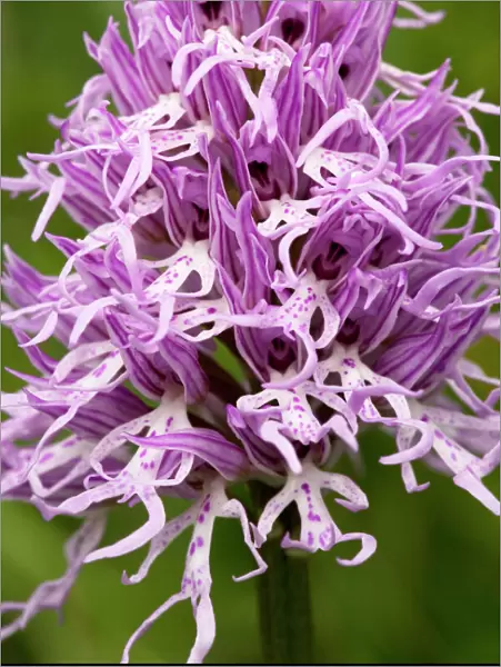 Italian Orchid, or Naked Man Orchid (Orchis italica), Crete