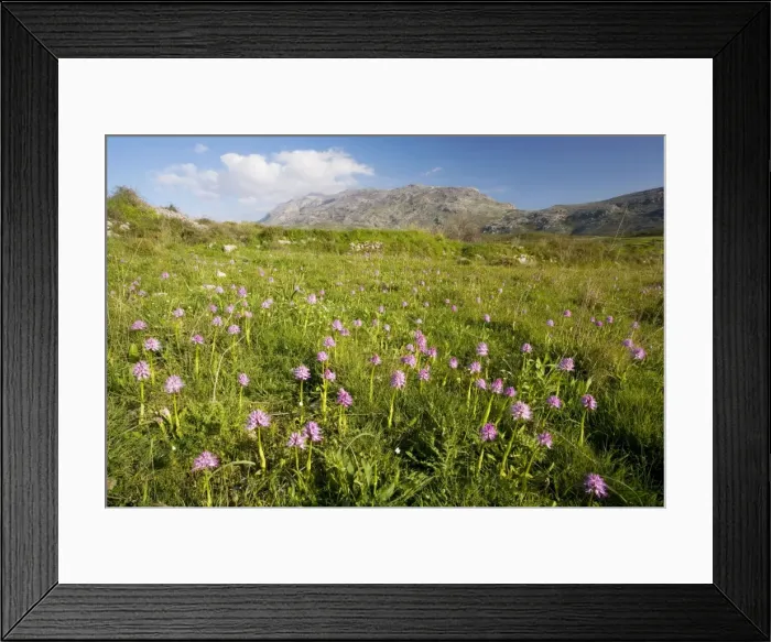 Framed Print : Mass of Italian Orchids (Orchis italica) in a sward, high in the Kedros Mountains, central Crete