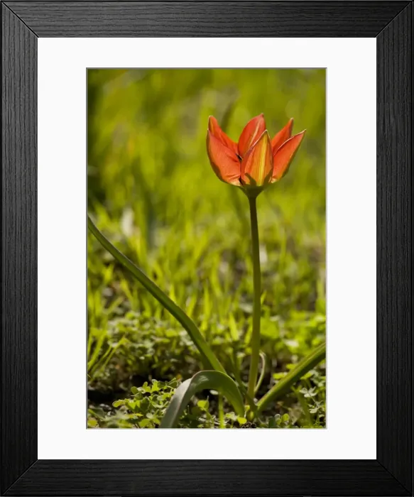 Framed Print : Rare endemic cretan tulip, Doerfler's Tulip, Tulipa doerfleri, Kedros Mts, Crete Framed Print : Rare endemic cretan tulip, Doerfler's Tulip, Tulipa doerfleri, Kedros Mts, Crete