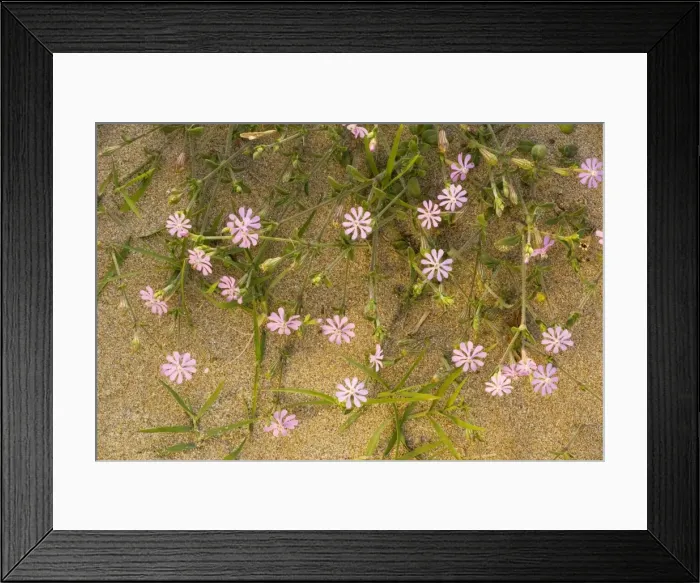 Framed Print : A pink campion (Silene colorata) on the beach, Crete Framed Print : A pink campion (Silene colorata) on the beach, Crete