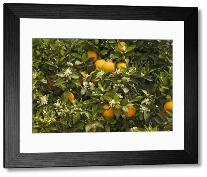 Framed Print : Orange tree (Citrus sinensis) with fruit and blossom in spring. Crete Framed Print : Orange tree (Citrus sinensis) with fruit and blossom in spring. Crete