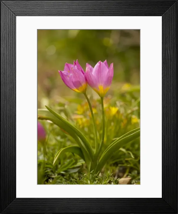 Framed Print : Rock Tulips ( Tulipa saxatilis ) in the mountains of Crete, in the form formerly known as Tulipa bakeri. Omalos, White Mountains, Crete Framed Print : Rock Tulips ( Tulipa saxatilis ) in the mountains of Crete, in the form formerly known as Tulipa bakeri. Omalos, White Mountains, Crete