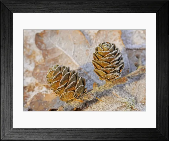 Framed Print : Larch Cones Framed Print : Larch Cones
