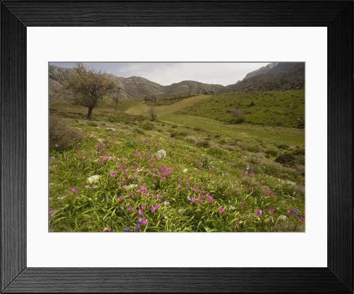Framed Print : Rock Tulips ( Tulipa saxatilis ) in the mountains of Crete, in the form formerly known as Tulipa bakeri. Omalos, White Mountains, Crete Framed Print : Rock Tulips ( Tulipa saxatilis ) in the mountains of Crete, in the form formerly known as Tulipa bakeri. Omalos, White Mountains, Crete