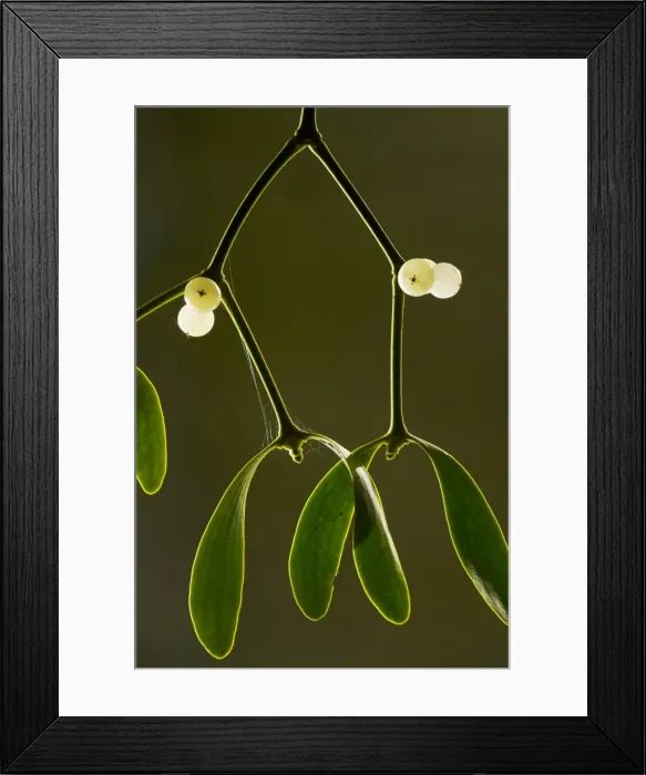 Framed Print : Mistletoe Viscum album with berries, midwinter. Widespread semi-parasite of trees. On apple, Dorset