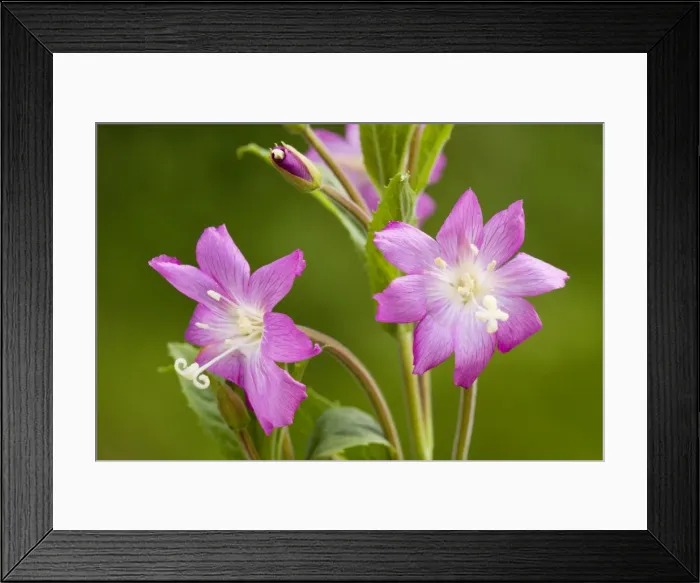 Framed Print : Great Willowherb or Codlins and Cream (Epilobium hirsutum) in flower. Dorset Framed Print : Great Willowherb or Codlins and Cream (Epilobium hirsutum) in flower. Dorset