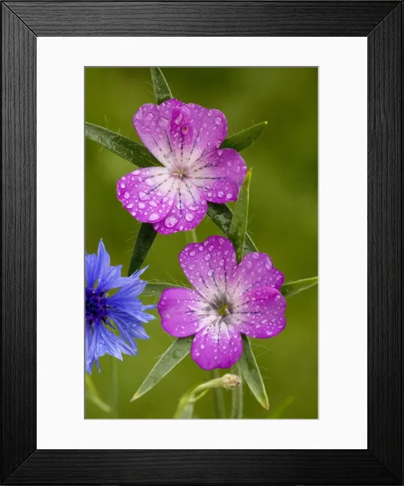 Framed Print : Corncockle (Agrostemma githago), with raindrops, very rare cornfield weed in UK. Dorset Framed Print : Corncockle (Agrostemma githago), with raindrops, very rare cornfield weed in UK. Dorset