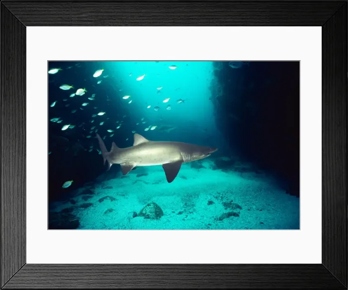 Framed Print : Sand / Tiger Shark - with mating scar Framed Print : Sand / Tiger Shark - with mating scar