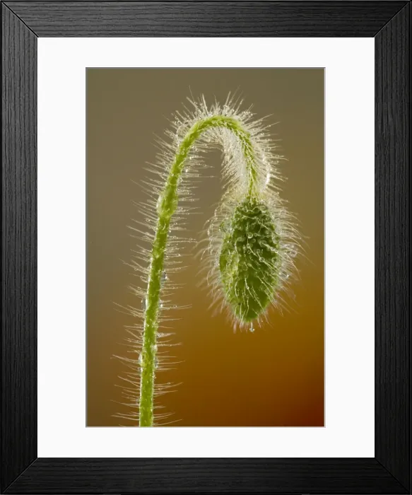Framed Print : Common Poppy or Field Poppy ( Papaver rhoeas ) - nodding bud, with dew drops. Widespread cornfield weed. Dorset Framed Print : Common Poppy or Field Poppy ( Papaver rhoeas ) - nodding bud, with dew drops. Widespread cornfield weed. Dorset