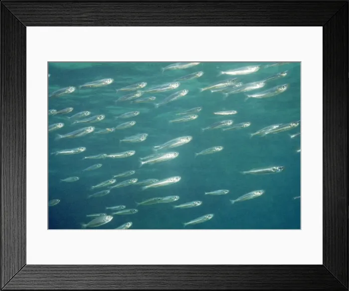 Framed Print : Herring - Great Barrier Reef Framed Print : Herring - Great Barrier Reef