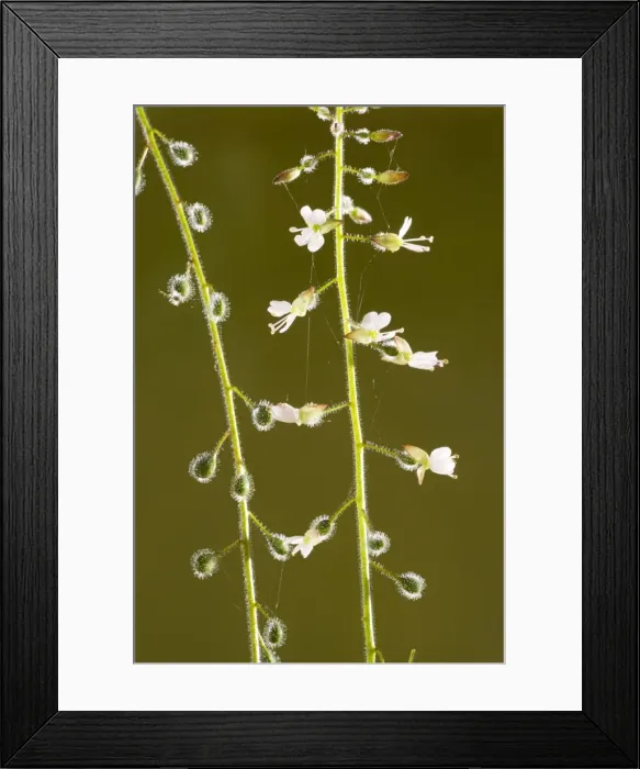 Framed Print : Enchanter's nightshade (Circaea lutetiana) in flower and fruit, with bristle-covered animal-distributed seeds, Dorset Framed Print : Enchanter's nightshade (Circaea lutetiana) in flower and fruit, with bristle-covered animal-distributed seeds, Dorset