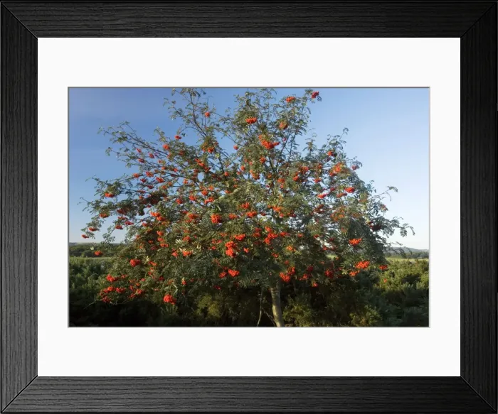 Framed Print : Rowan tree (Sorbus aucuparia) in full fruit, on heathland, Arne, Dorset Framed Print : Rowan tree (Sorbus aucuparia) in full fruit, on heathland, Arne, Dorset