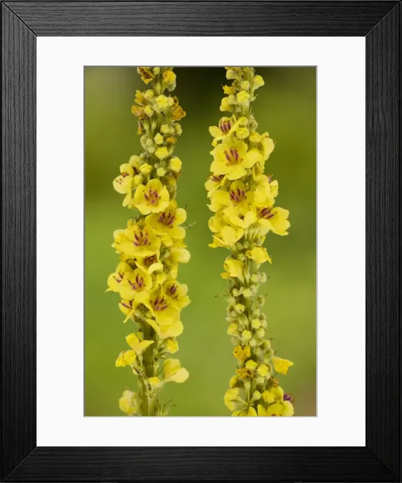 Framed Print : Dark Mullein (Verbascum nigrum) in flower, with distinctive violet filament hairs. Dorset Framed Print : Dark Mullein (Verbascum nigrum) in flower, with distinctive violet filament hairs. Dorset