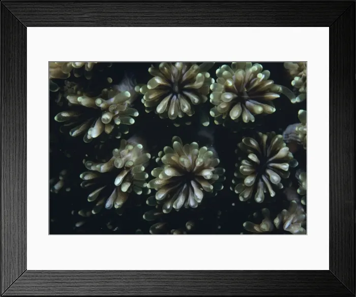Framed Print : Fluorescence Grass Coral - Close up of fluorescence grass coral polyps Framed Print : Fluorescence Grass Coral - Close up of fluorescence grass coral polyps