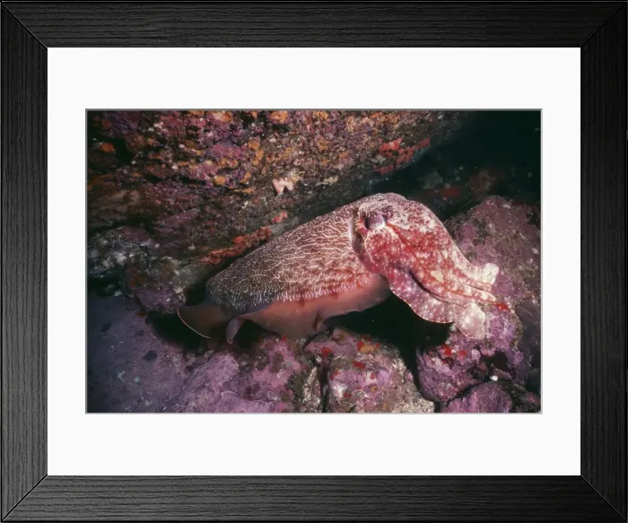 Framed Print : Large Cuttlefish - Camouflage - New South Wales - Australia Framed Print : Large Cuttlefish - Camouflage - New South Wales - Australia