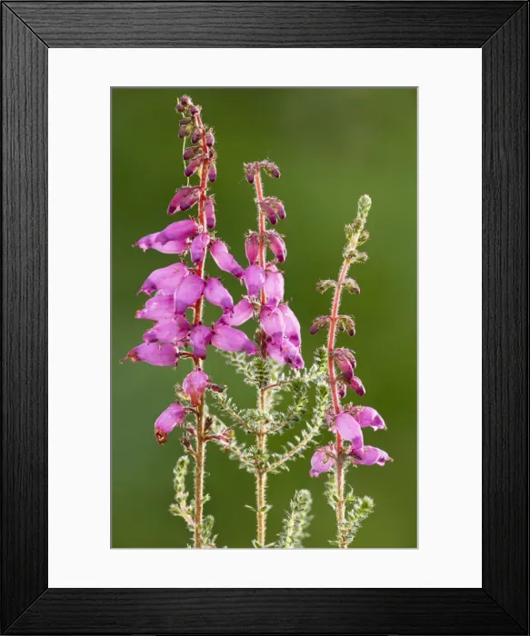 Framed Print : Dorset Heath (Erica ciliaris); very rare plant in UK. Dorset Framed Print : Dorset Heath (Erica ciliaris); very rare plant in UK. Dorset