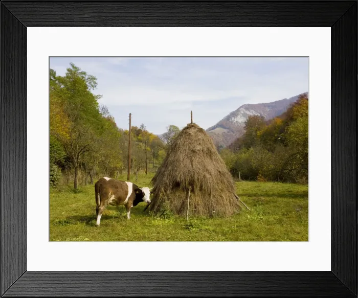 Framed Print : Cow with hay stooks, in the Galda valley in autumn, Apuseni Mountains, Romania Framed Print : Cow with hay stooks, in the Galda valley in autumn, Apuseni Mountains, Romania