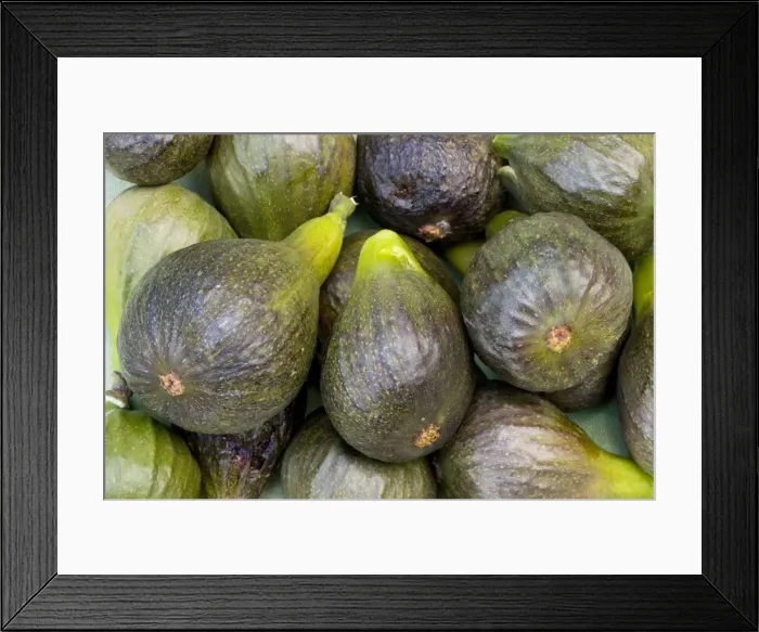 Framed Print : Organic figs (Ficus carica) grown and picked in Dorset, summer 2007 Framed Print : Organic figs (Ficus carica) grown and picked in Dorset, summer 2007