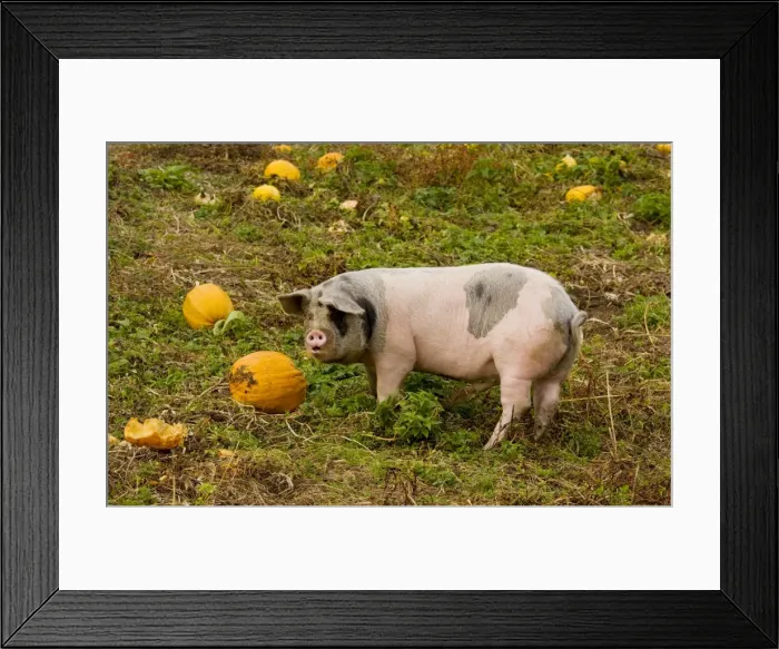 Framed Print : Pig feeding on pumpkins in the Apuseni mountains, autumn, Romania Framed Print : Pig feeding on pumpkins in the Apuseni mountains, autumn, Romania