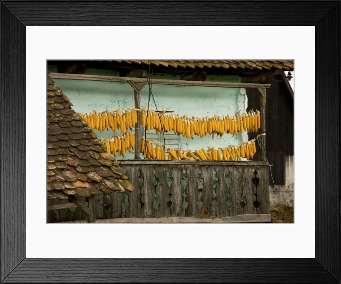 Framed Print : Sweet corn (maize) hanging up to dry on balcony of old house, Ocland, autumn, Romania Framed Print : Sweet corn (maize) hanging up to dry on balcony of old house, Ocland, autumn, Romania