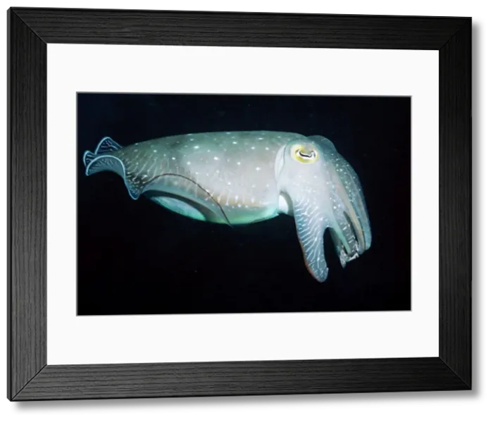 Framed Print : Cuttlefish - Great Barrier Reef, Indo Pacific Framed Print : Cuttlefish - Great Barrier Reef, Indo Pacific