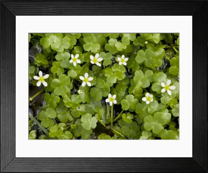 Framed Print : Round-leaved Crowfoot (Ranunculus omiophyllus = R. lenormandii) in wet hollow. Dorset Framed Print : Round-leaved Crowfoot (Ranunculus omiophyllus = R. lenormandii) in wet hollow. Dorset