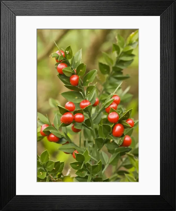 Framed Print : Butcher's Broom (Ruscus aculeatus) with berries. Dorset Framed Print : Butcher's Broom (Ruscus aculeatus) with berries. Dorset