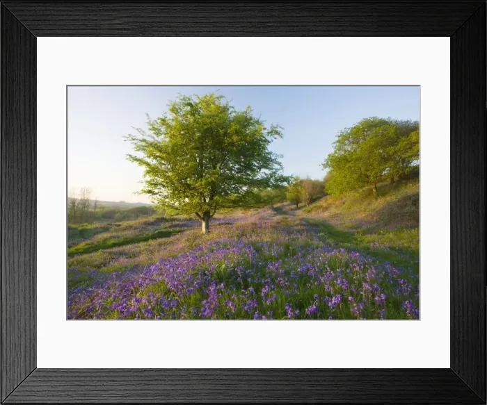 Framed Print : Bluebells in hilly grassland on Powerstock Common nature reserve, West Dorset Framed Print : Bluebells in hilly grassland on Powerstock Common nature reserve, West Dorset