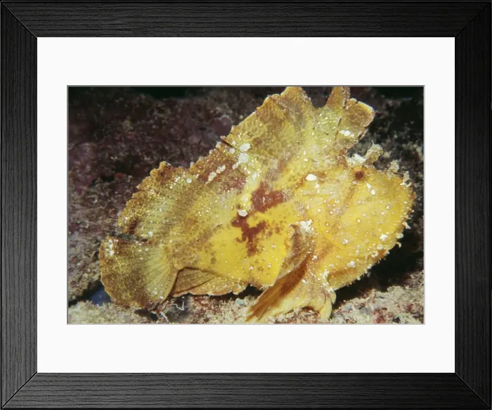 Framed Print : Leaf Fish - Indo Pacific Framed Print : Leaf Fish - Indo Pacific