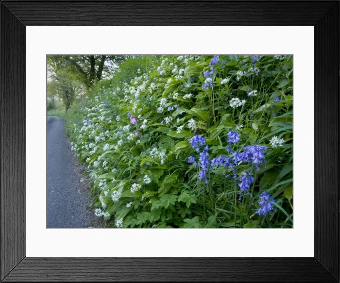 Framed Print : Beautiful old flowery roadside verge / hedgebank near Powerstock, West Dorset. Mass of Wild Garlic (Allium ursinum), bluebells and red campion. spring Framed Print : Beautiful old flowery roadside verge / hedgebank near Powerstock, West Dorset. Mass of Wild Garlic (Allium ursinum), bluebells and red campion. spring