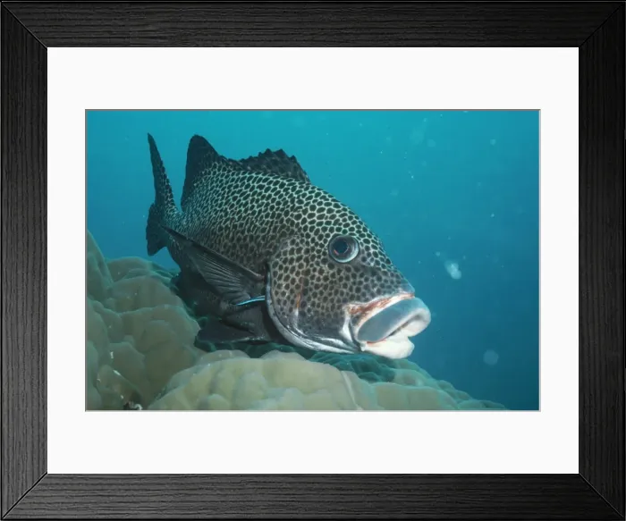 Framed Print : Cleaner Wrasse VT 6539 Cleaning the Spotted Sweetlip, Great Barrier Reef, Australia. Labroides dimidiatus / P. chaetodonoides © Ron & Valery Taylor / ARDEA LONDON Framed Print : Cleaner Wrasse VT 6539 Cleaning the Spotted Sweetlip, Great Barrier Reef, Australia. Labroides dimidiatus / P. chaetodonoides © Ron & Valery Taylor / ARDEA LONDON