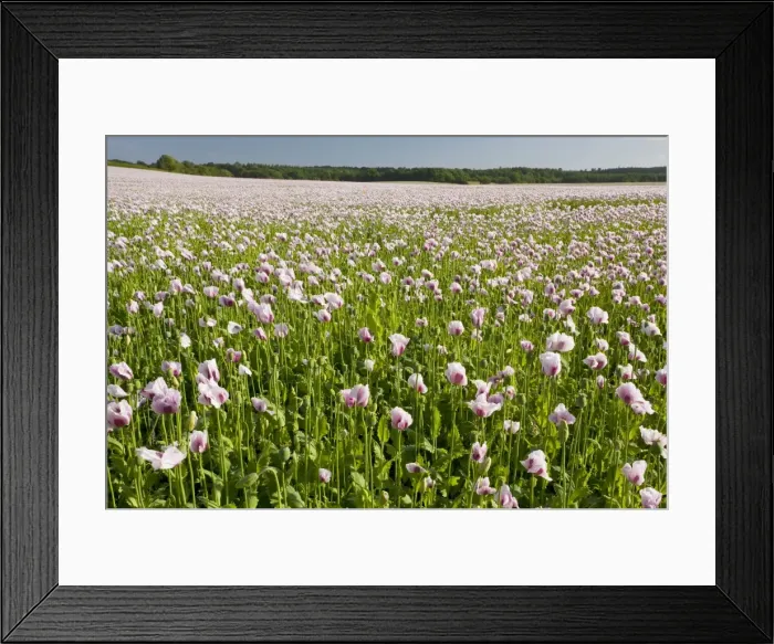 Framed Print : Field of Opium Poppies (Papaver somniferum) near Bere Regis, Dorset Framed Print : Field of Opium Poppies (Papaver somniferum) near Bere Regis, Dorset