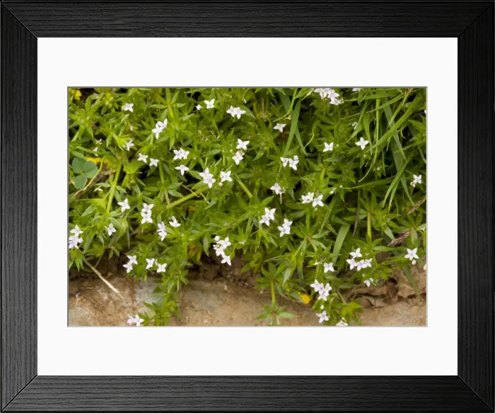 Framed Print : Field Madder (Sherardia arvensis) in limestone grassland, Somerset Framed Print : Field Madder (Sherardia arvensis) in limestone grassland, Somerset