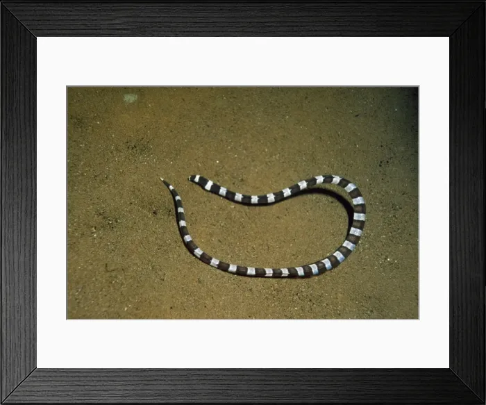Framed Print : Ringed Snake Eel - Indo Pacific - Indonesia Framed Print : Ringed Snake Eel - Indo Pacific - Indonesia