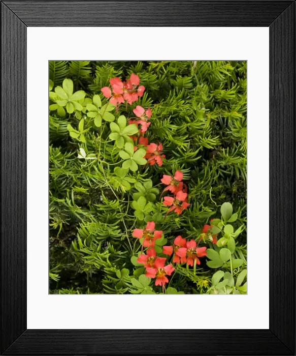 Framed Print : Flame flower ( Tropaeolum speciosum) at Hidcote Manor garden, Gloucs Framed Print : Flame flower ( Tropaeolum speciosum) at Hidcote Manor garden, Gloucs