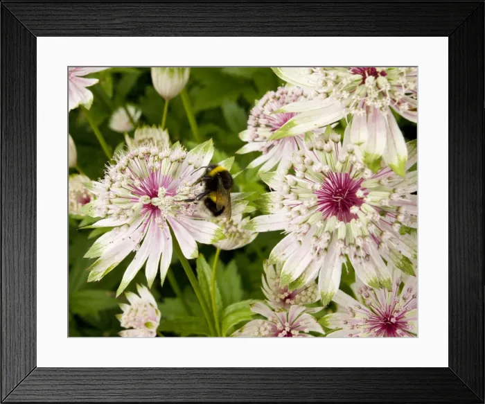 Framed Print : Masterwort (Astrantia major) with visiting Bumble bee. Garden Gloucs