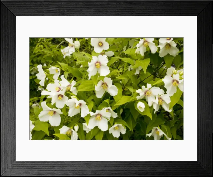 Framed Print : A mock orange ( Philadelphus Belle Etoile') at Hidcote Manor garden, Gloucs Framed Print : A mock orange ( Philadelphus Belle Etoile') at Hidcote Manor garden, Gloucs