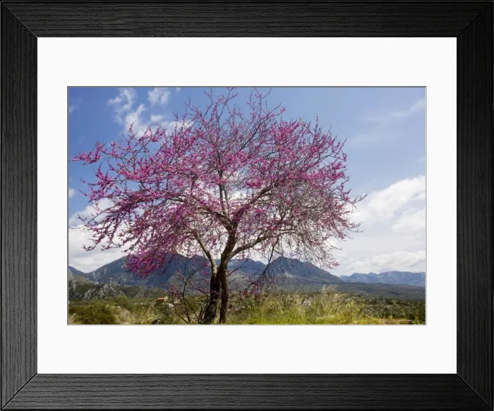 Framed Print : Judas Tree (Cercis siliquastrum) in flower in the greek countryside, Mani Peninsula, Greece Framed Print : Judas Tree (Cercis siliquastrum) in flower in the greek countryside, Mani Peninsula, Greece