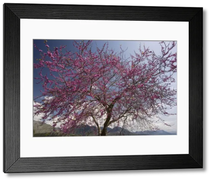 Framed Print : Judas Tree (Cercis siliquastrum) in flower in the greek countryside, Mani Peninsula, Greece Framed Print : Judas Tree (Cercis siliquastrum) in flower in the greek countryside, Mani Peninsula, Greece