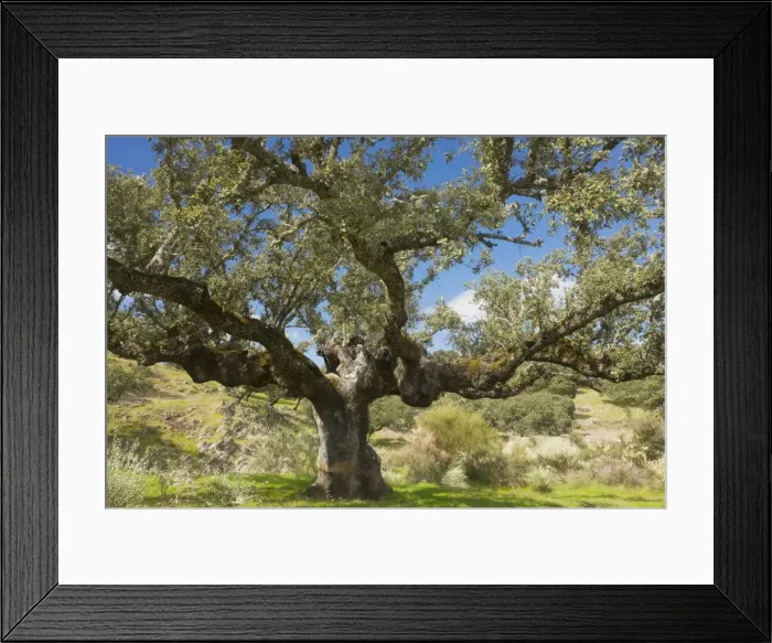 Framed Print : Ancient pollarded Holm Oak, western form (Quercus ilex ssp. rotundifolia (= Q. rotundifolia)) in dehesa, with Lygos in flower below; Extremadura, West Spain Framed Print : Ancient pollarded Holm Oak, western form (Quercus ilex ssp. rotundifolia (= Q. rotundifolia)) in dehesa, with Lygos in flower below; Extremadura, West Spain