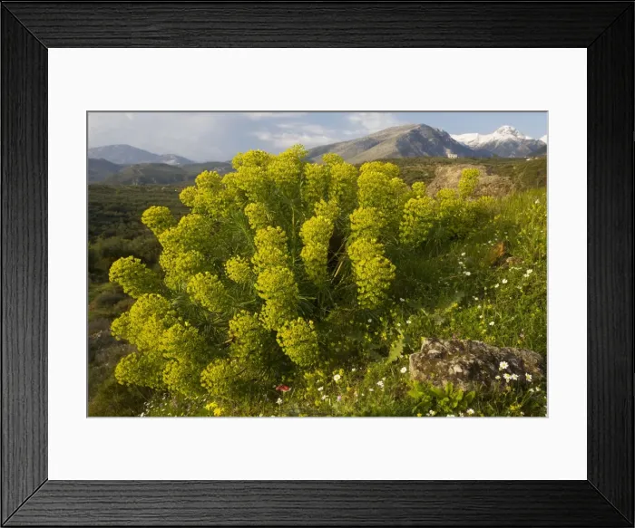 Framed Print : Large mediterranean spurge (Euphorbia characias) on the Mani peninsula, south Greece Framed Print : Large mediterranean spurge (Euphorbia characias) on the Mani peninsula, south Greece