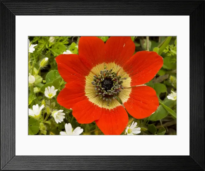 Framed Print : Peacock Anemone ( Anemone pavonina), scarlet form, in flower in spring, Peloponnese, Greece Framed Print : Peacock Anemone ( Anemone pavonina), scarlet form, in flower in spring, Peloponnese, Greece