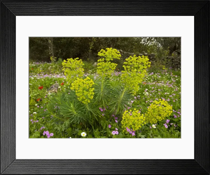 Framed Print : Beautiful flowery old olive groves in spring, with Large Mediterranean Spurge, on the Mani Peninsula, Peloponnese, south Greece Framed Print : Beautiful flowery old olive groves in spring, with Large Mediterranean Spurge, on the Mani Peninsula, Peloponnese, south Greece