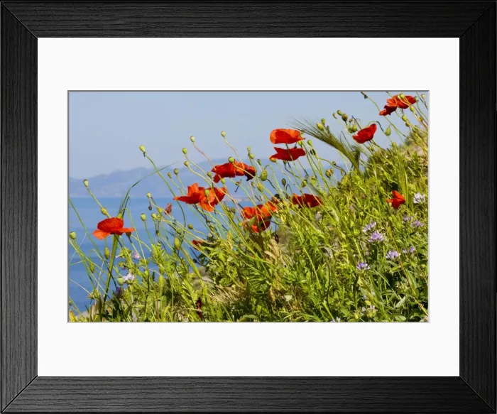 Framed Print : Wild Poppy or Field Poppy (Papaver rhoeas) against sea and sky; Mani Peninsula, Peloponnese, south Greece Framed Print : Wild Poppy or Field Poppy (Papaver rhoeas) against sea and sky; Mani Peninsula, Peloponnese, south Greece